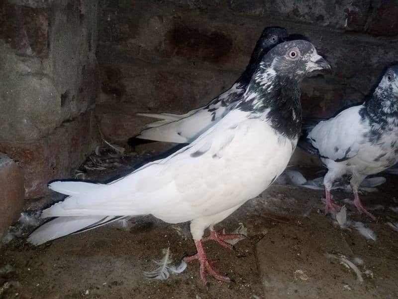 Pigeons for Sale 1