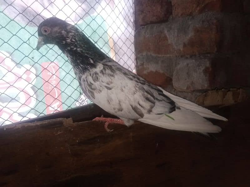 Pigeons for Sale 2