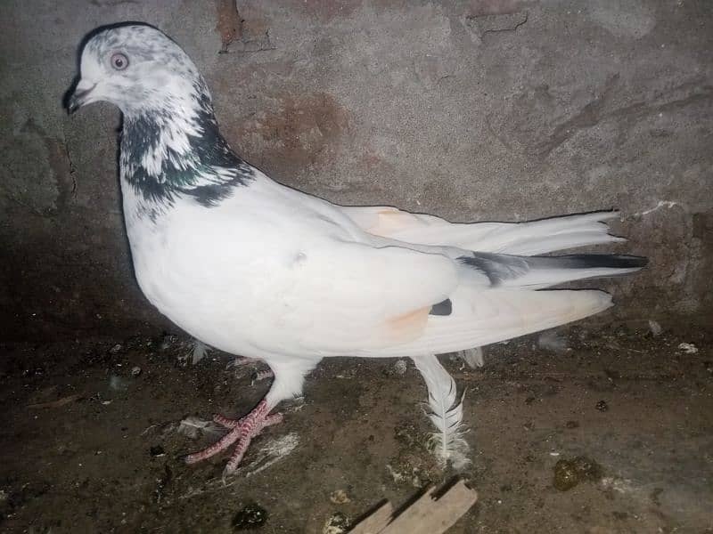 Pigeons for Sale 3