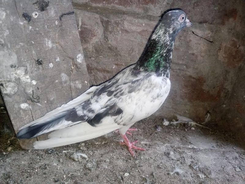Pigeons for Sale 4