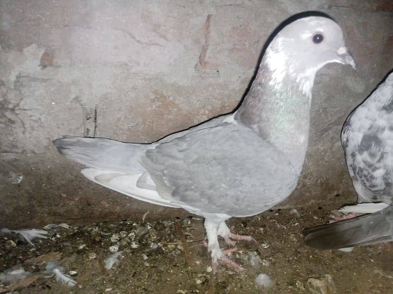 Pigeons for Sale 6
