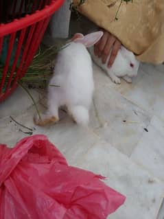Pair of rabbits, White rabbits with red eyes