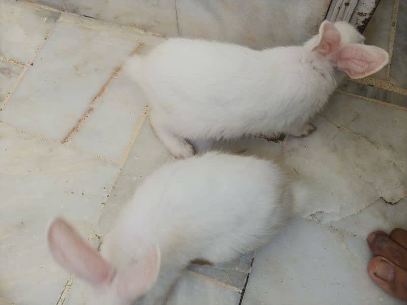 Pair of rabbits, White rabbits with red eyes(Urgent sell) 1