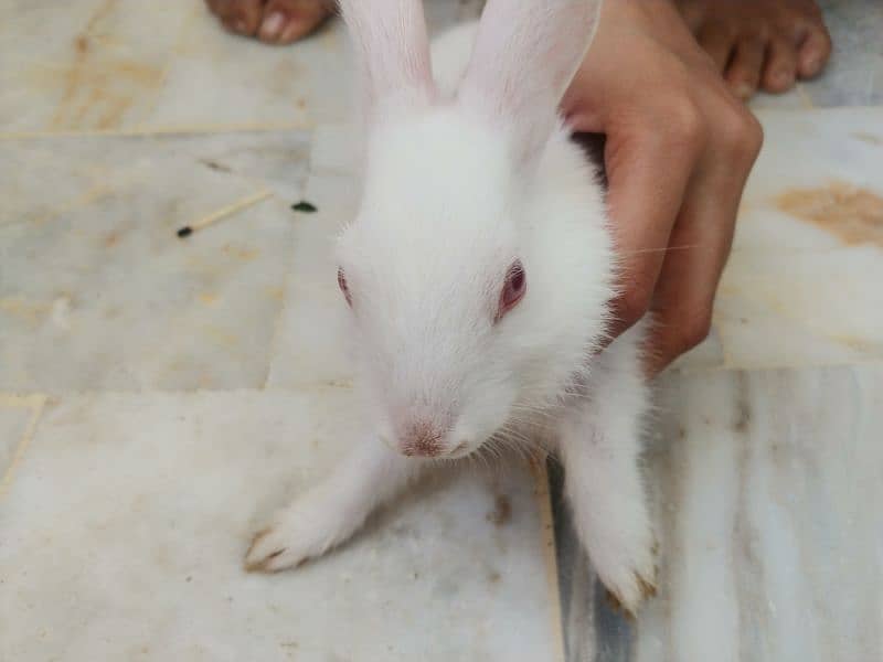 Pair of rabbits, White rabbits with red eyes(Urgent sell) 2