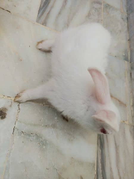 Pair of rabbits, White rabbits with red eyes(Urgent sell) 3