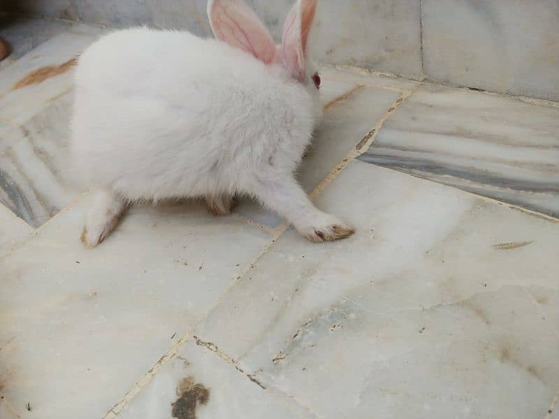 Pair of rabbits, White rabbits with red eyes(Urgent sell) 4