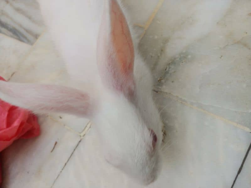 Pair of rabbits, White rabbits with red eyes(Urgent sell) 5