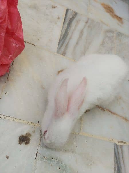 Pair of rabbits, White rabbits with red eyes(Urgent sell) 6