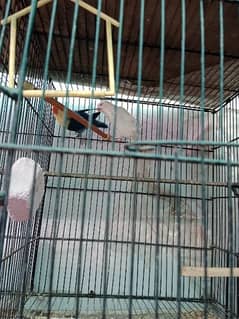 lovebirds breeder pair with cage