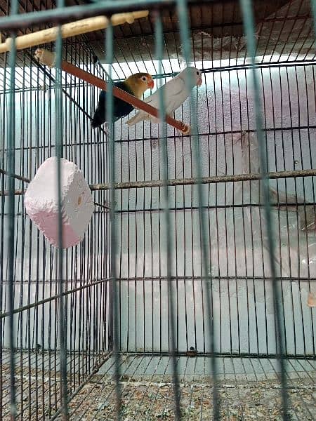 lovebirds breeder pair with cage 2