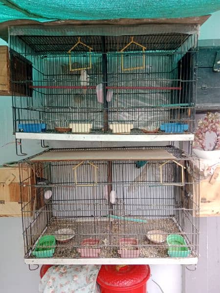 lovebirds breeder pair with cage 3