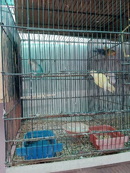 lovebirds breeder pair with cage 4