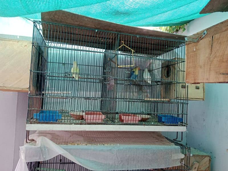 lovebirds breeder pair with cage 5