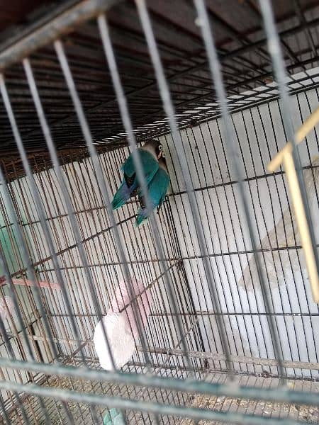 lovebirds breeder pair with cage 7