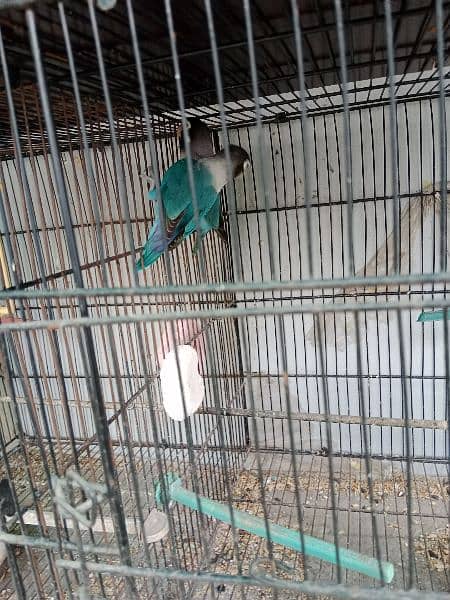 lovebirds breeder pair with cage 8
