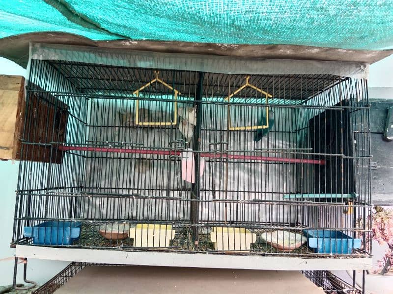 lovebirds breeder pair with cage 9