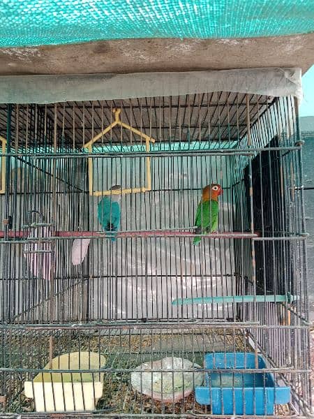 lovebirds breeder pair with cage 10