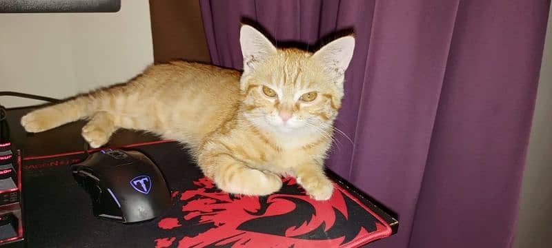 Brown cat for sale 4