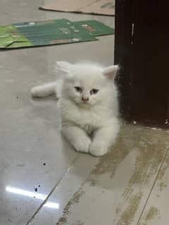 white persian kitten 0
