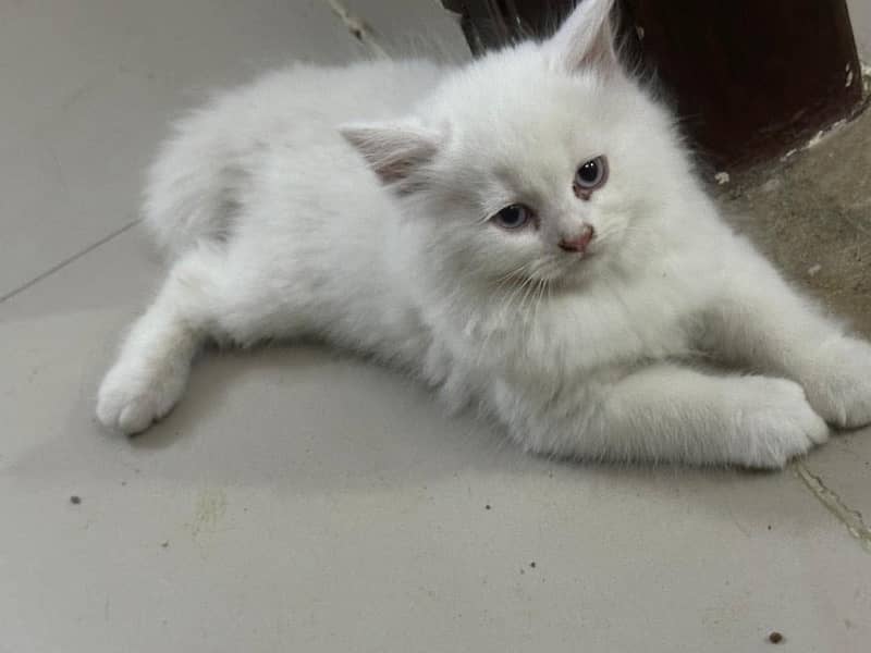 white persian kitten 1