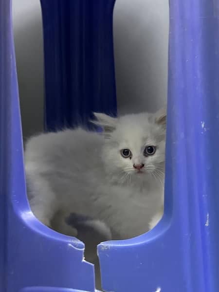 white persian kitten 6