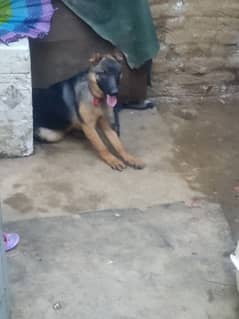 German shepherd 6 months age active and healthy
