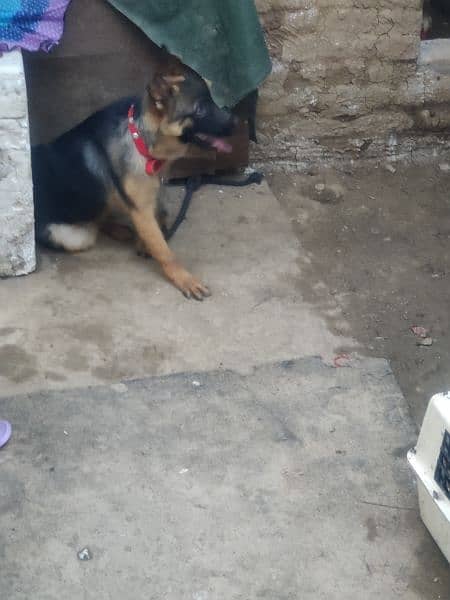 German shepherd 6 months age active and healthy 1