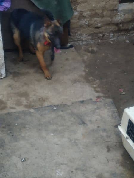 German shepherd 6 months age active and healthy 3