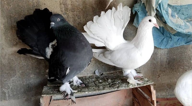 Indian Black & White Fantail Pigeon Pair 0