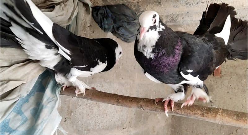 Indian Black & White Fantail Pigeon Pair 1