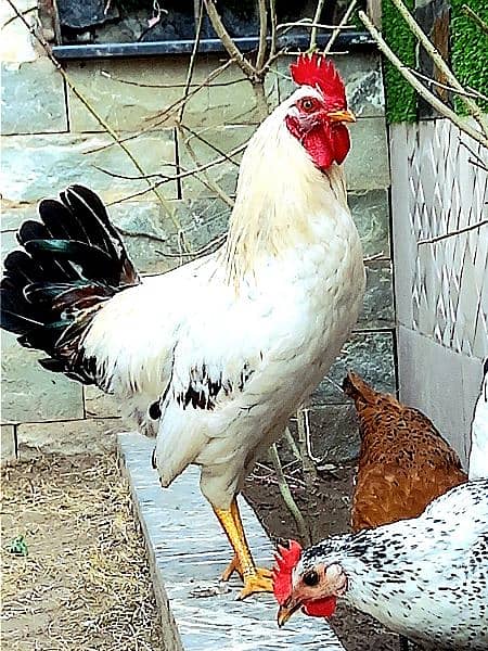 Male Hen 3