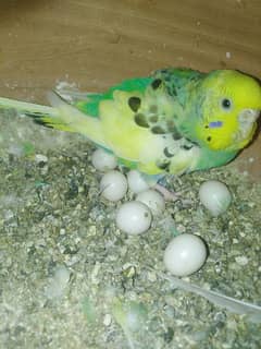 breeder pair budgie for sale