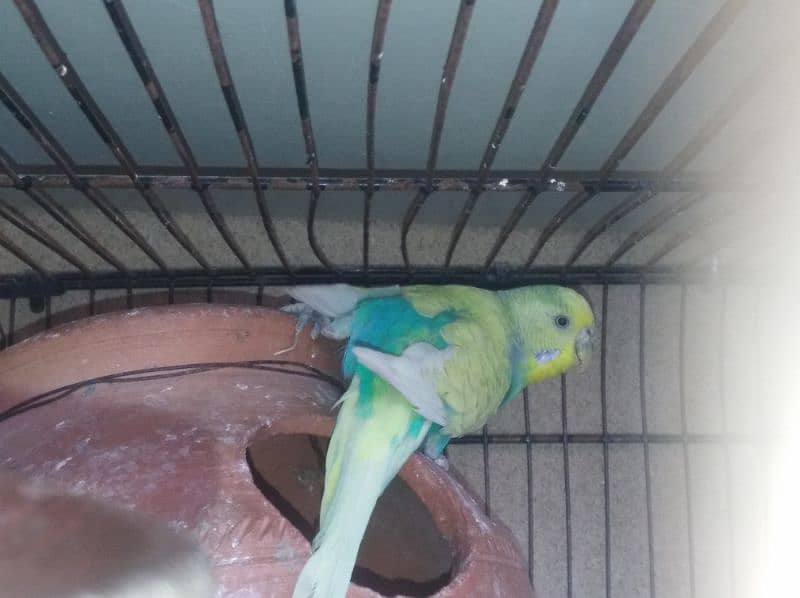 breeder pair budgie for sale 1