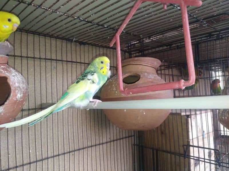 breeder pair budgie for sale 2
