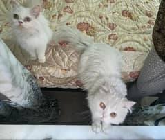 Persian cats pair