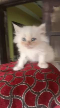 i am selling my cute male persian kitten