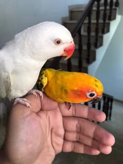 Hand tamed White Ringneck & Sun Conure