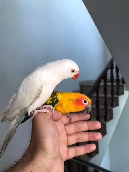 Hand tamed White Ringneck & Sun Conure 1
