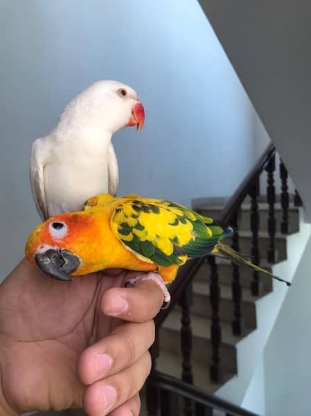 Hand tamed White Ringneck & Sun Conure 2
