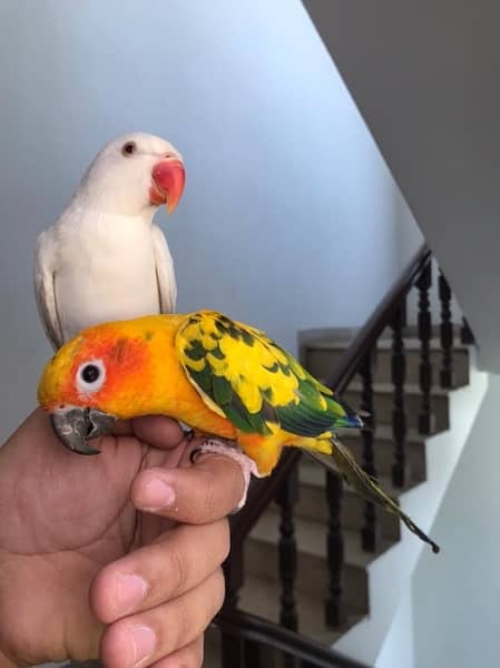 Hand tamed White Ringneck & Sun Conure 3