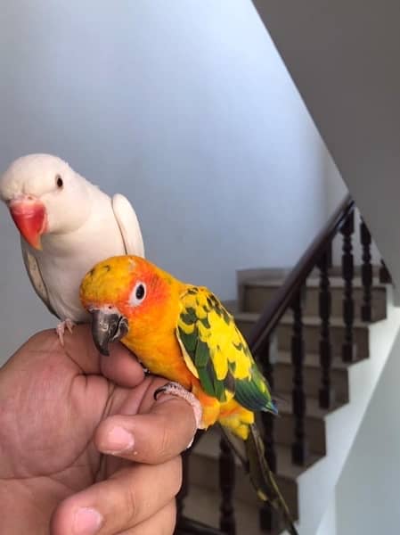 Hand tamed White Ringneck & Sun Conure 4