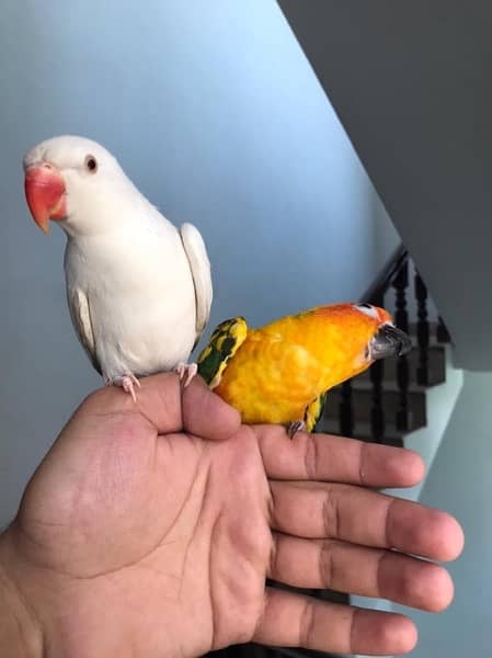 Hand tamed White Ringneck & Sun Conure 5