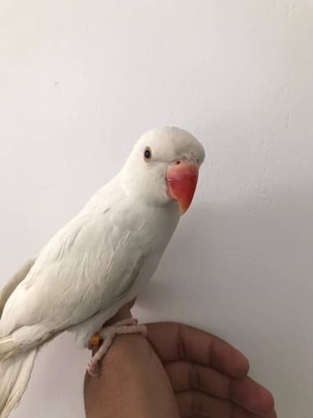 Hand tamed White Ringneck & Sun Conure 6