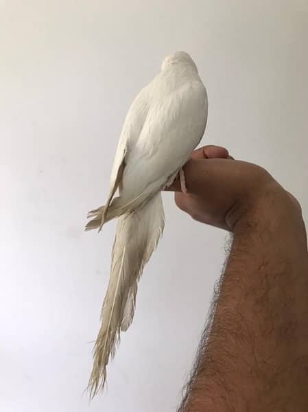 Hand tamed White Ringneck & Sun Conure 7