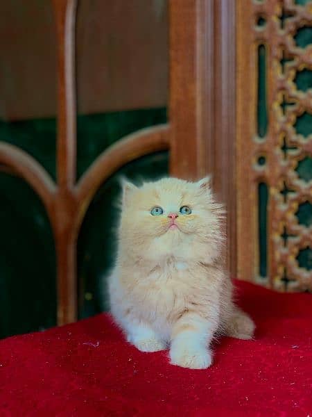 persian punch face fawn and dark fawnCat Persian kitten  Tripple coat 0