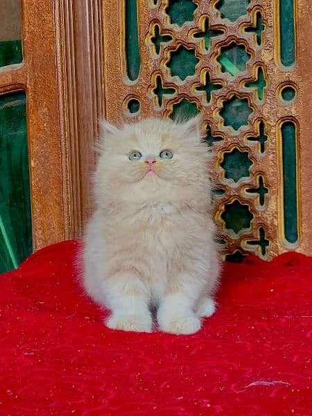 persian punch face fawn and dark fawnCat Persian kitten  Tripple coat 1