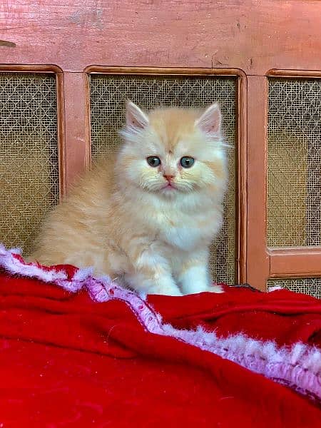persian punch face fawn and dark fawnCat Persian kitten  Tripple coat 2