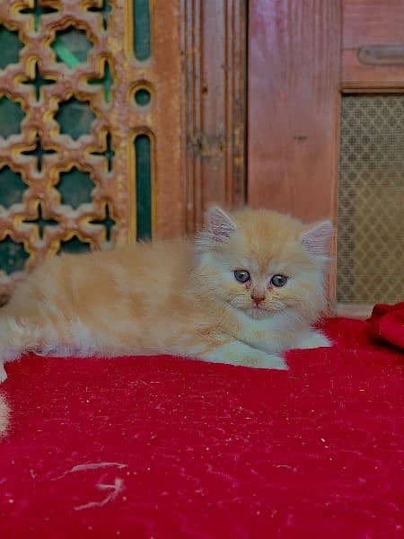 persian punch face fawn and dark fawnCat Persian kitten  Tripple coat 4