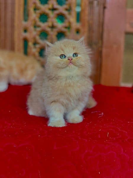 persian punch face fawn and dark fawnCat Persian kitten  Tripple coat 5