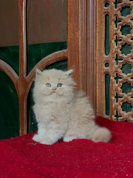 persian punch face fawn and dark fawnCat Persian kitten  Tripple coat 6